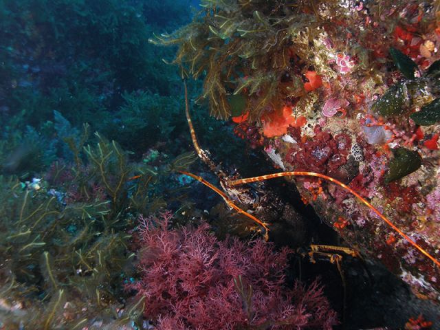buceo ibiza7