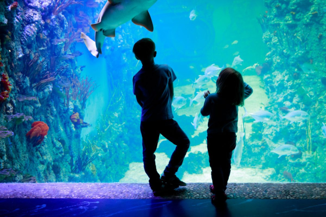 Niños disfrutando dia en Acuario Cap Blac en Ibiza