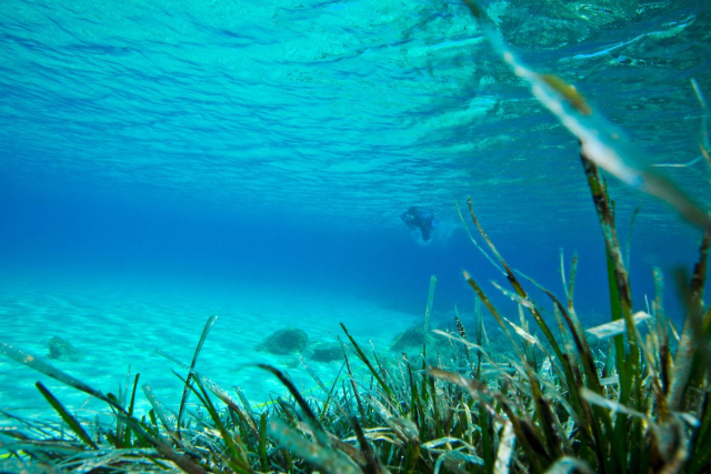 Fondos marinos de Ibiza con posidonia y peces
