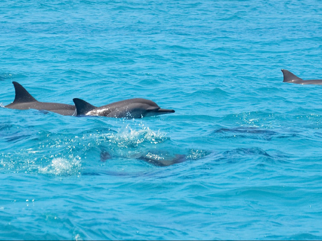 Excursión en Jet Ski con Avistamiento de Delfines en Ibiza